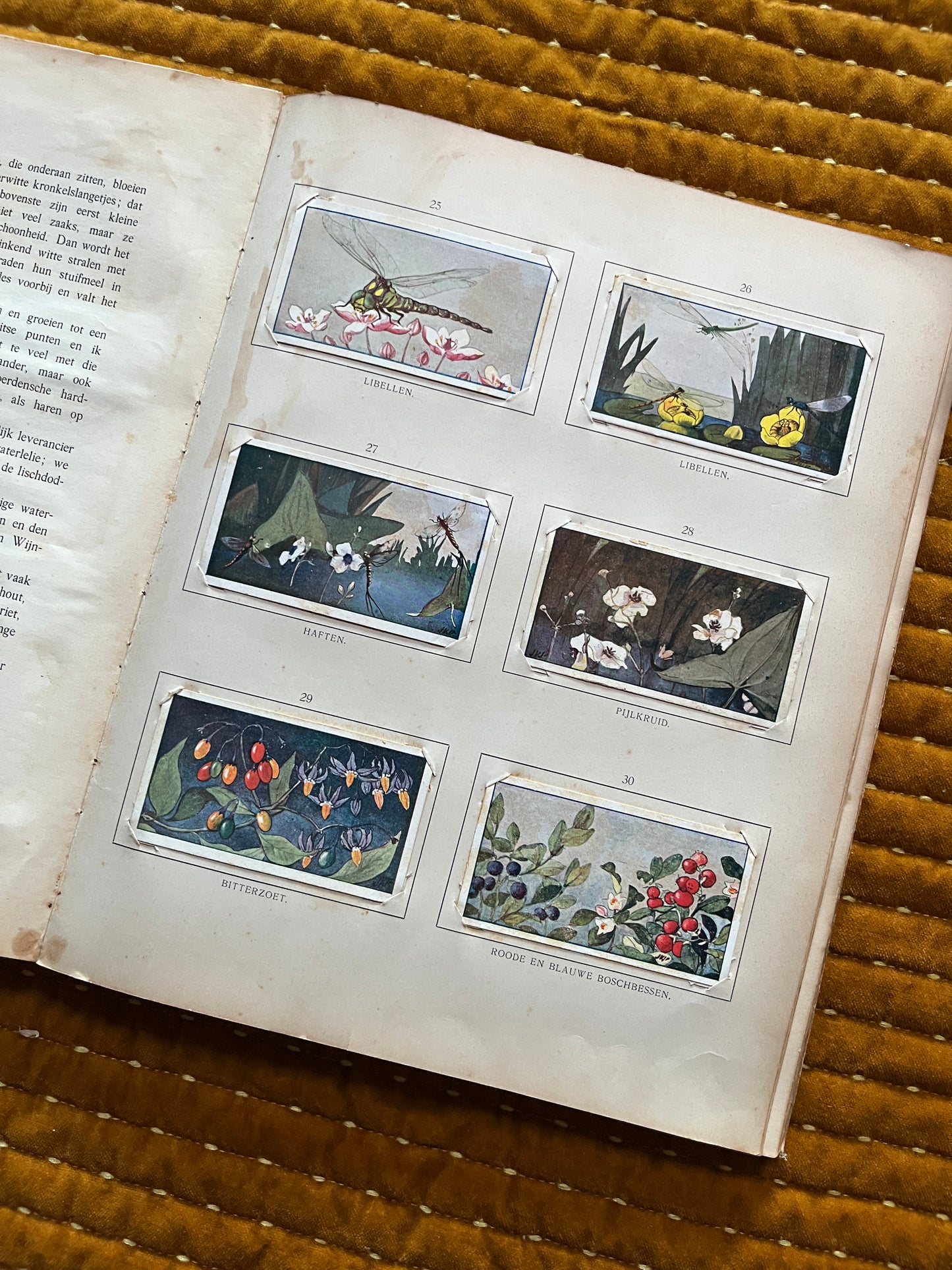 Zomer Verkade Plaatjesalbum 1907