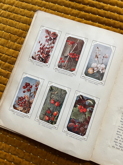 Winter Verkade Plaatjesalbum 1909