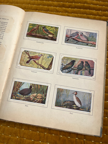 Lente Verkade Plaatjesalbum 1906