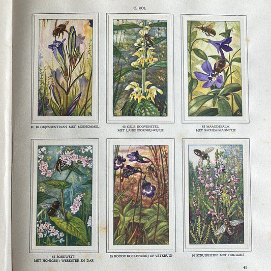 6 Verkade-Bilder Die Blumen und ihre Freunde 1934 (61-66)