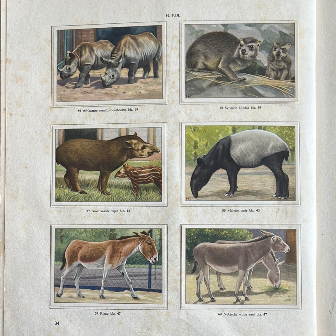 6 Verkade plaatjes Apen en hoefdieren in Artis 1940 (55-60)