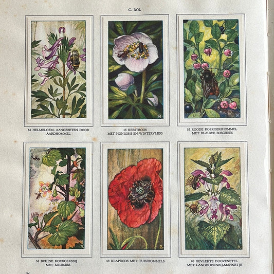 6 Verkade-Bilder Die Blumen und ihre Freunde 1934 (55-60)