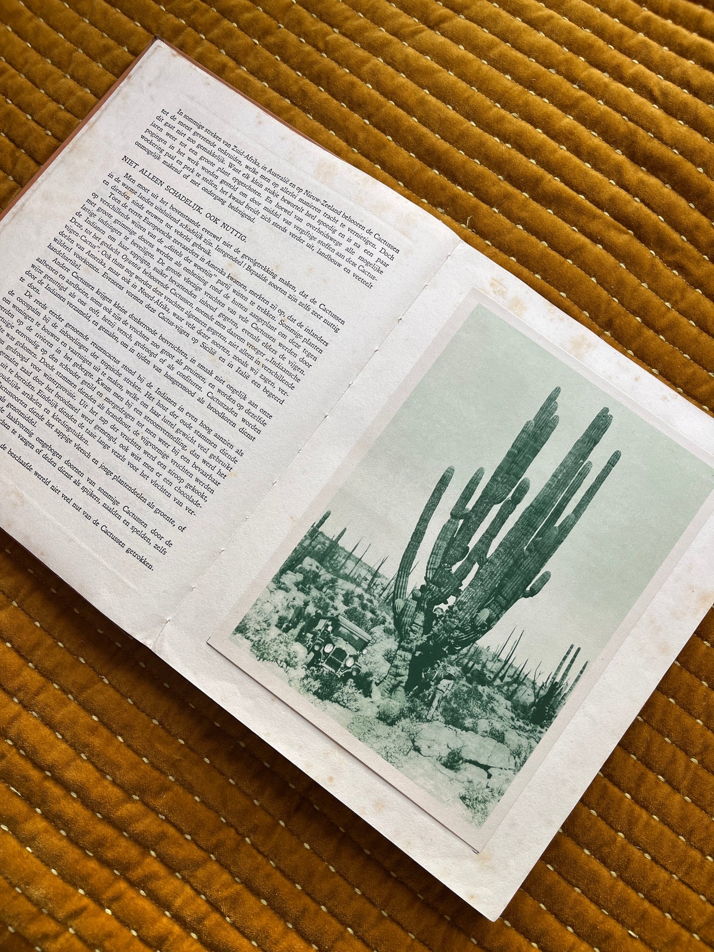 Cactus-Album Plaatjesalbum