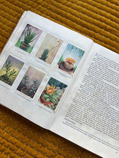 Cactus-Album Plaatjesalbum