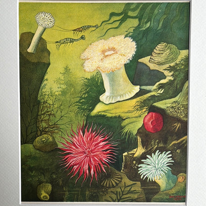Plaat 1: Zee-anemonen 1930