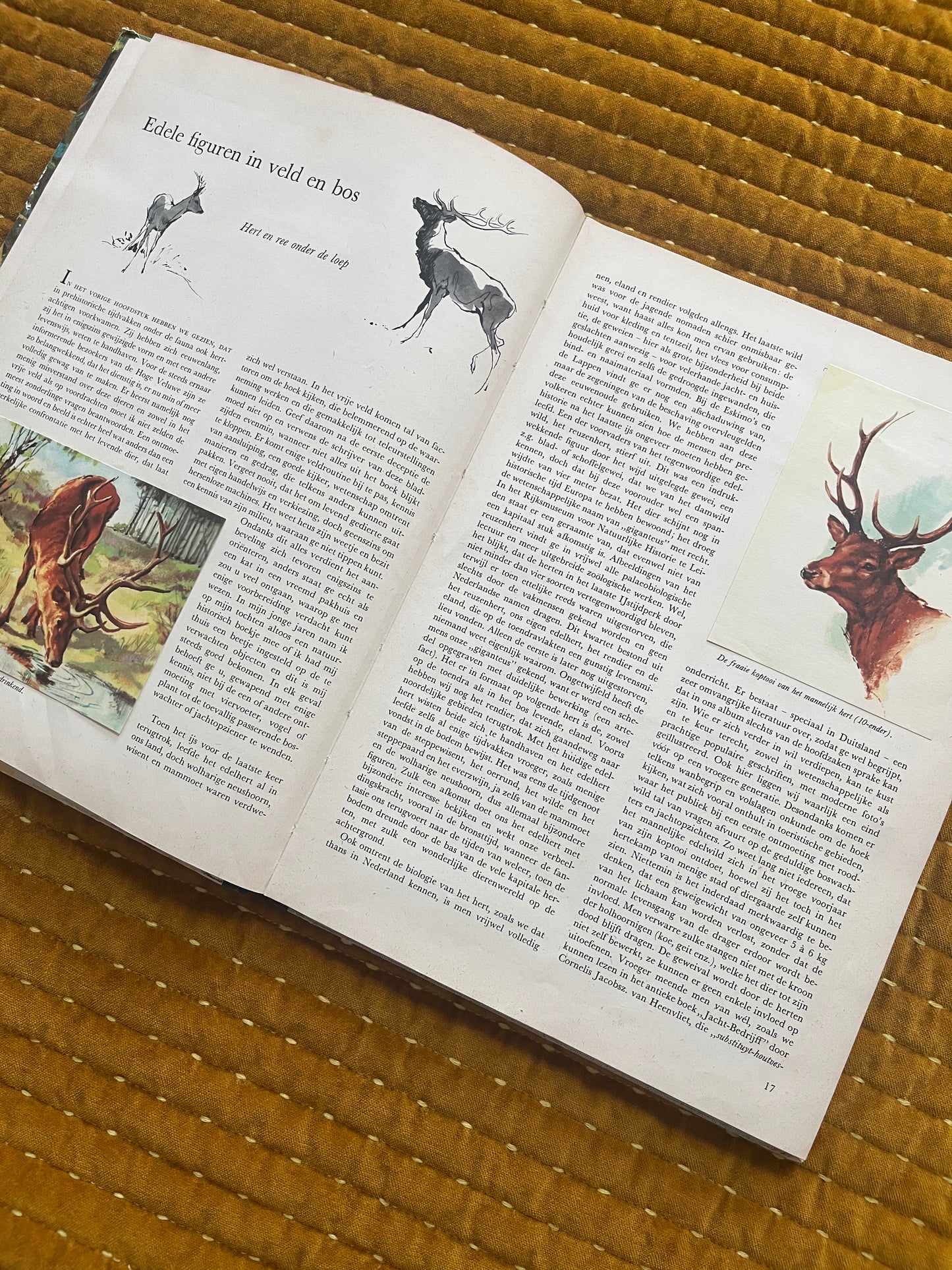 So lebt die Hoge Veluwe – Fotoalbum 1960