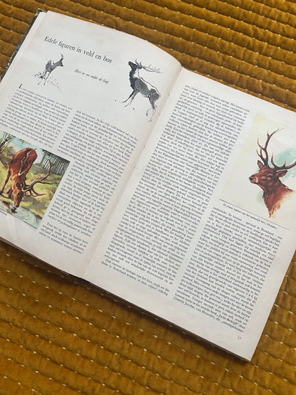 So lebt die Hoge Veluwe – Fotoalbum 1960