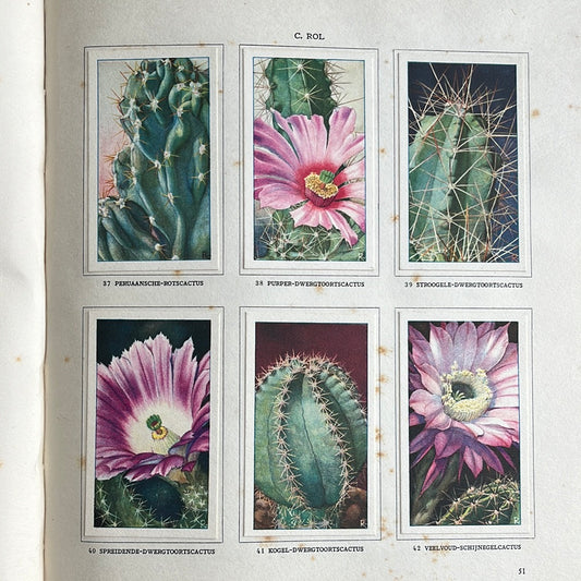 6 Verkade pictures Cacti 1931 (37-42)