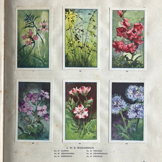 6 Verkade plaatjes De bloemen in onze tuin 1926 (37-42)