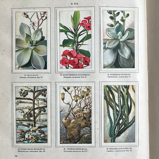 6 Verkade plaatjes Vetplanten 1932 (79-84)