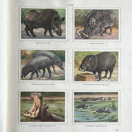 6 Verkade plaatjes Apen en hoefdieren in Artis 1940 (61-66)