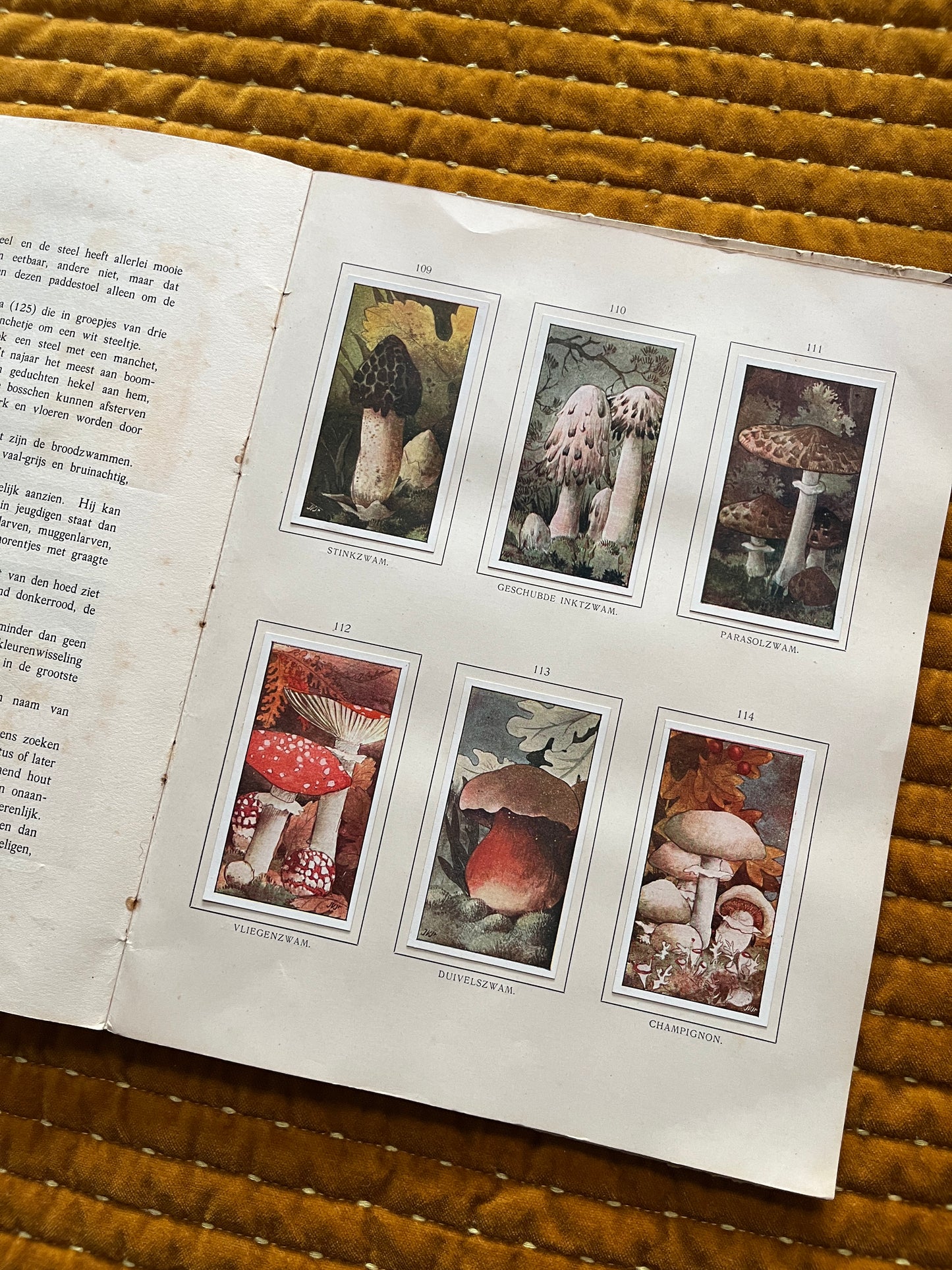 Herfst Verkade Plaatjesalbum 1910