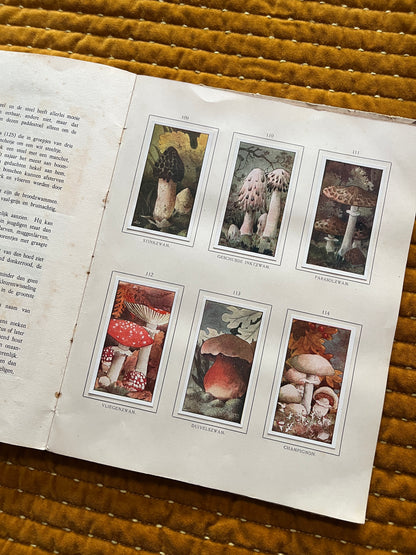 Herfst Verkade Plaatjesalbum 1910