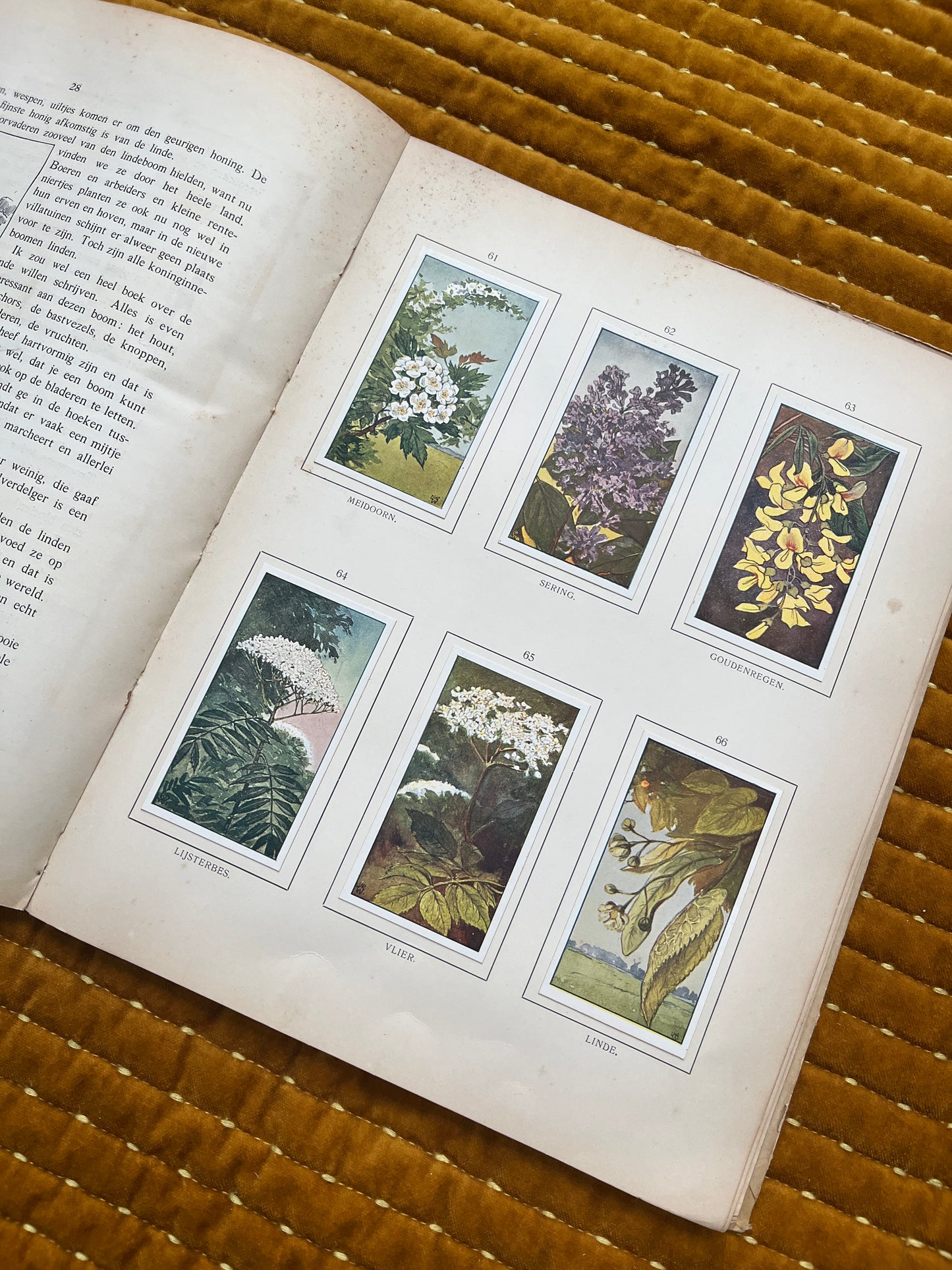 Zomer Verkade Plaatjesalbum 1907 (derde druk)