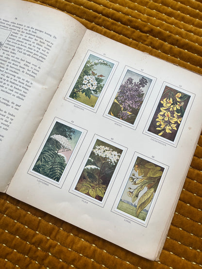 Zomer Verkade Plaatjesalbum 1907 (derde druk)