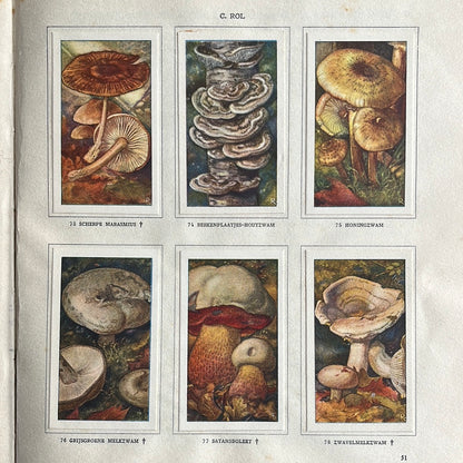 6 Verkade-Bilder Pilze 1929 (73-78)