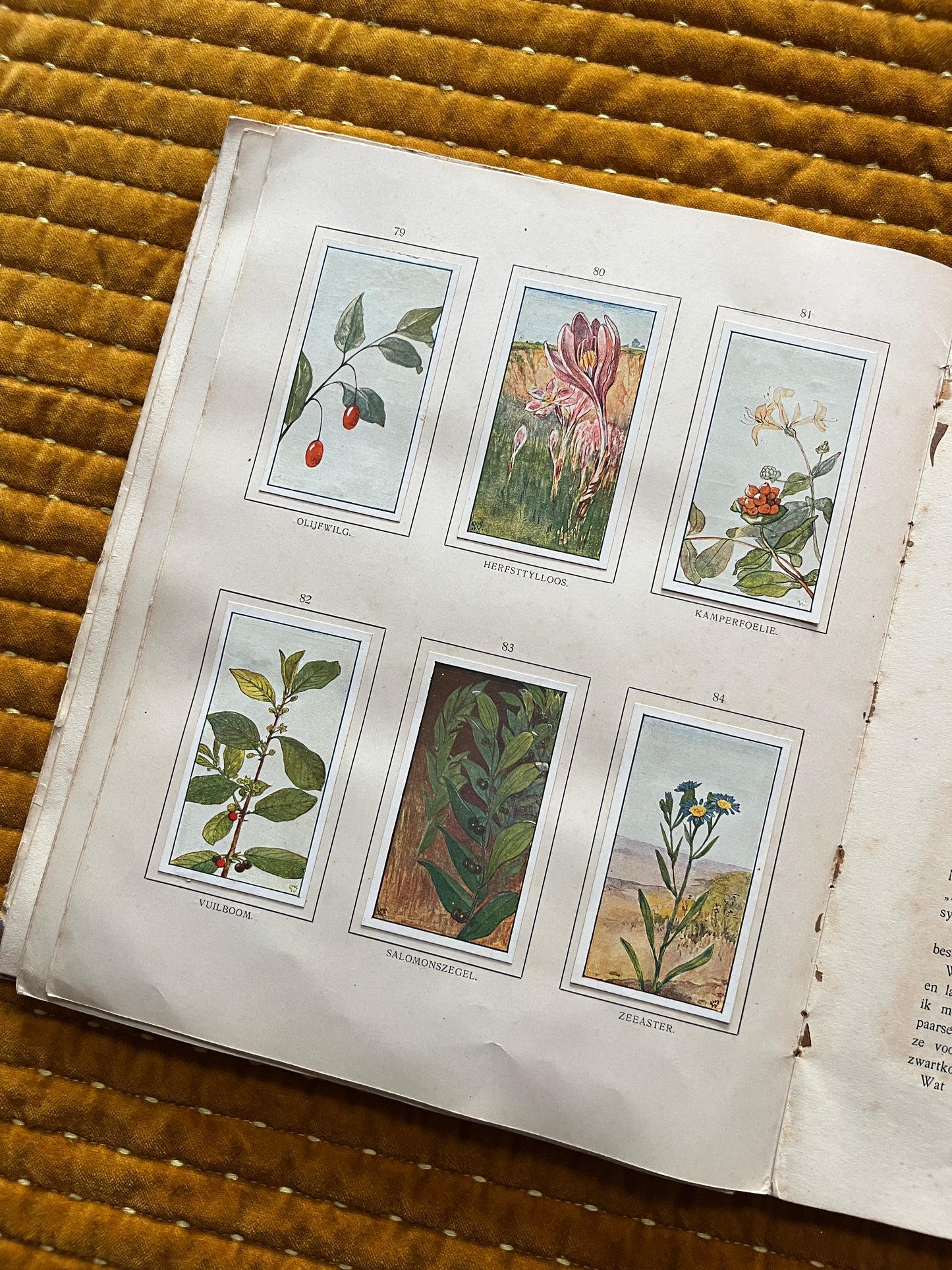 Herfst Verkade Plaatjesalbum 1910