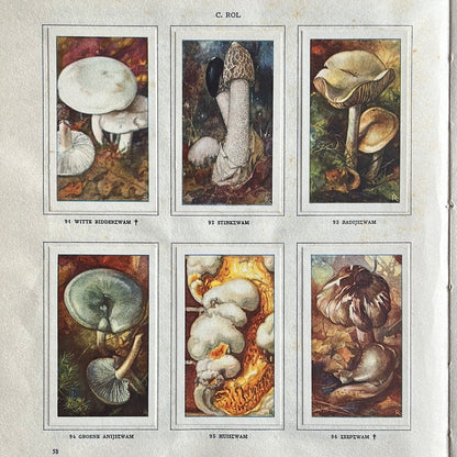6 Verkade plates Mushrooms 1929 (91-96)