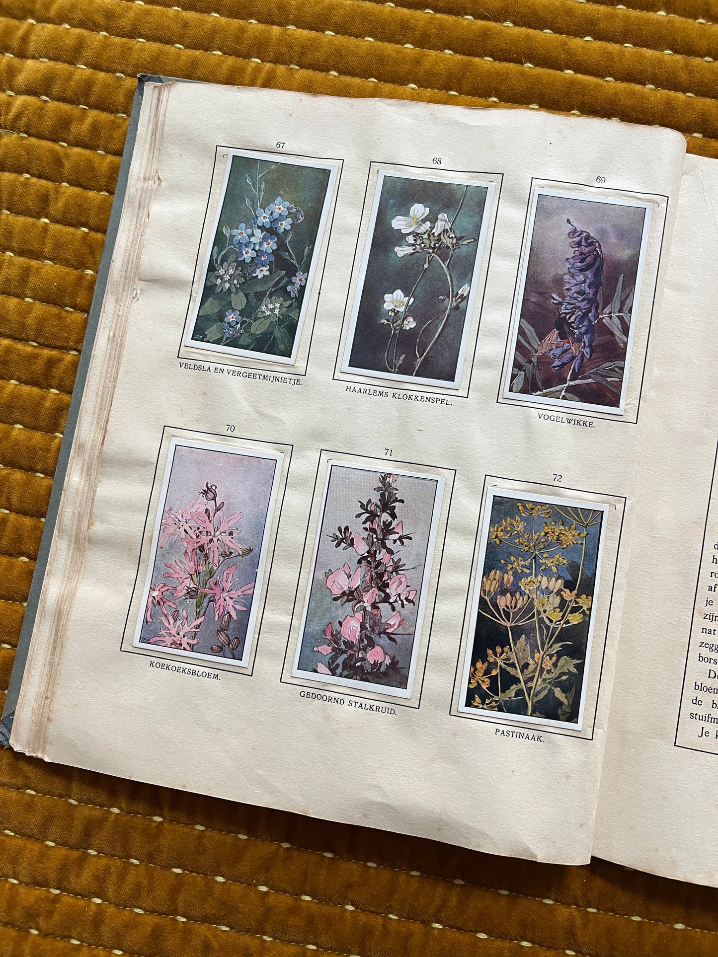 Das Bonte Wei Verkade-Bilderalbum 1911