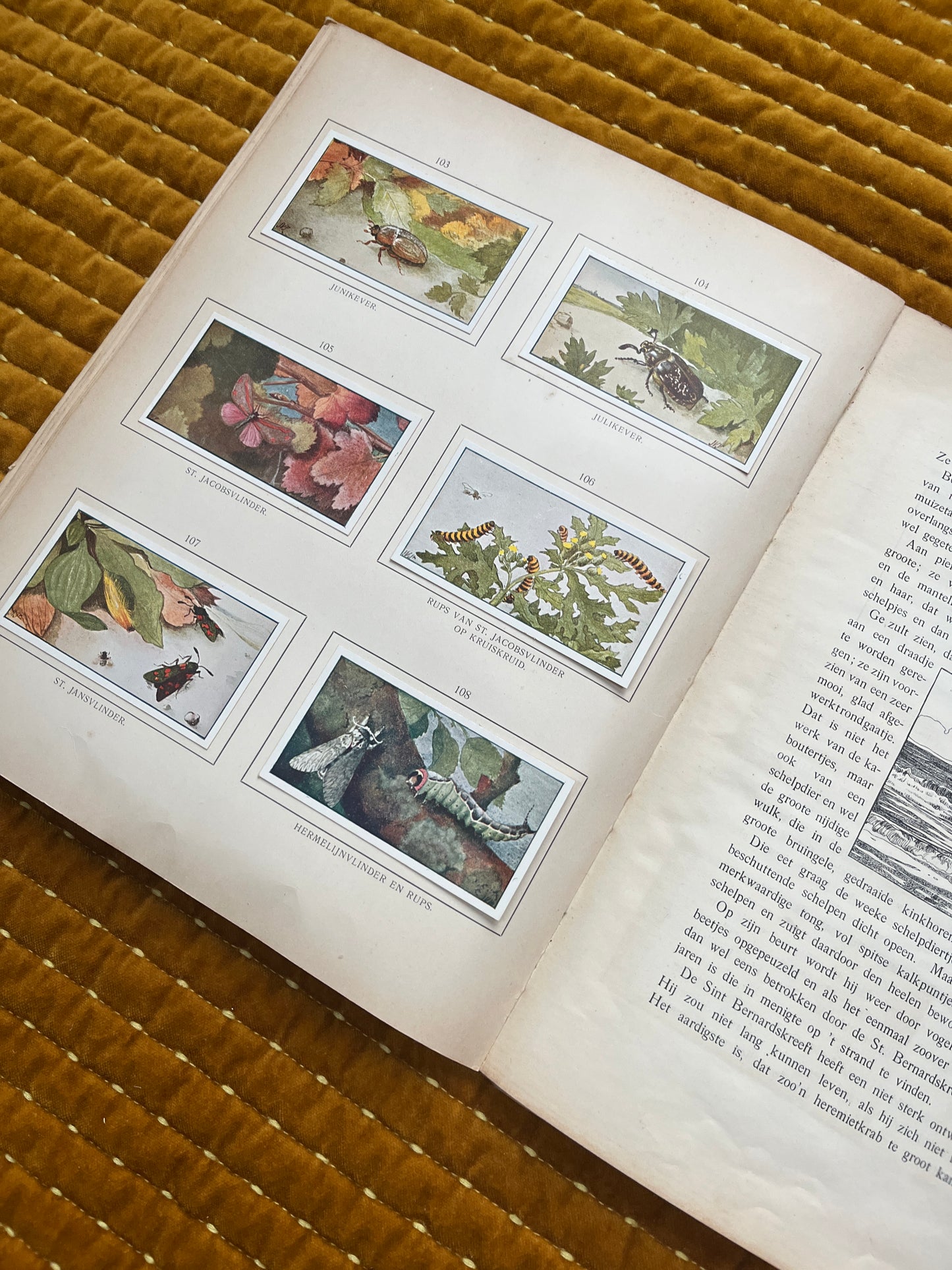 Zomer Verkade Plaatjesalbum 1907 (derde druk)