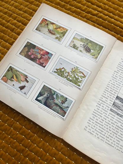 Zomer Verkade Plaatjesalbum 1907 (derde druk)