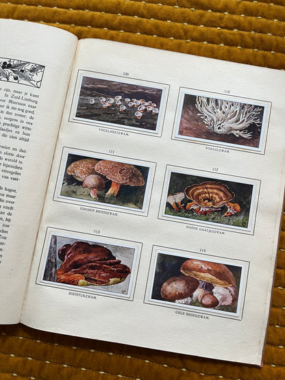 Bosch en Heide Verkade Plaatjesalbum 1913