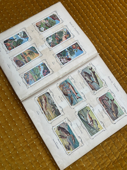 Verkade Bilderalbum 3, Serie 49-72, 1905, vollständig