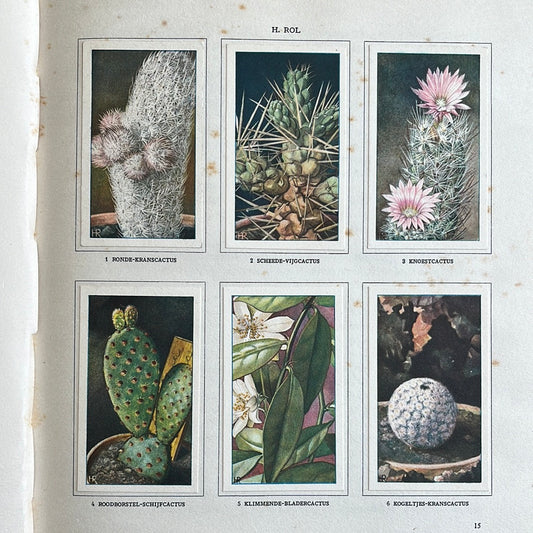 6 Verkade plaatjes Cactussen 1931 (1-6)