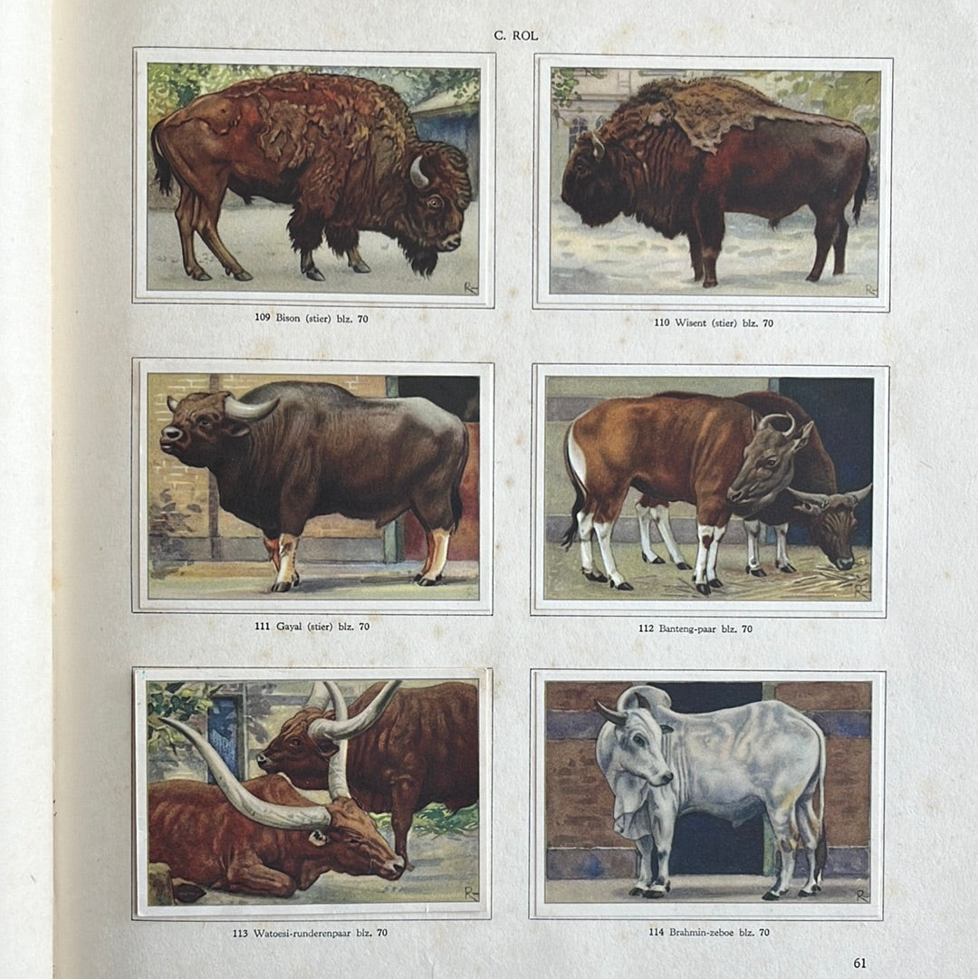 6 Verkade plaatjes Apen en hoefdieren in Artis 1940 (109-114)