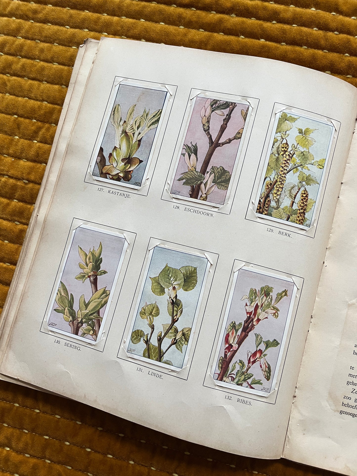 Winter Verkade Plaatjesalbum 1909