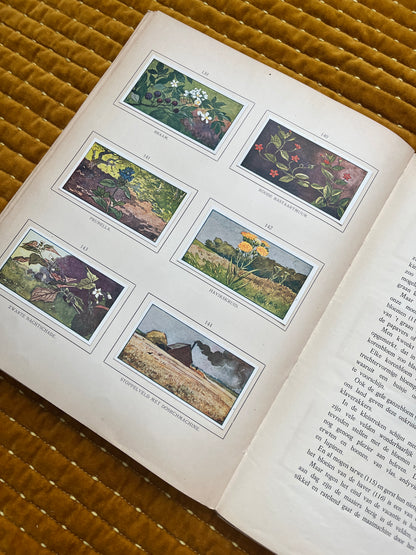 Zomer Verkade Plaatjesalbum 1907 (derde druk)