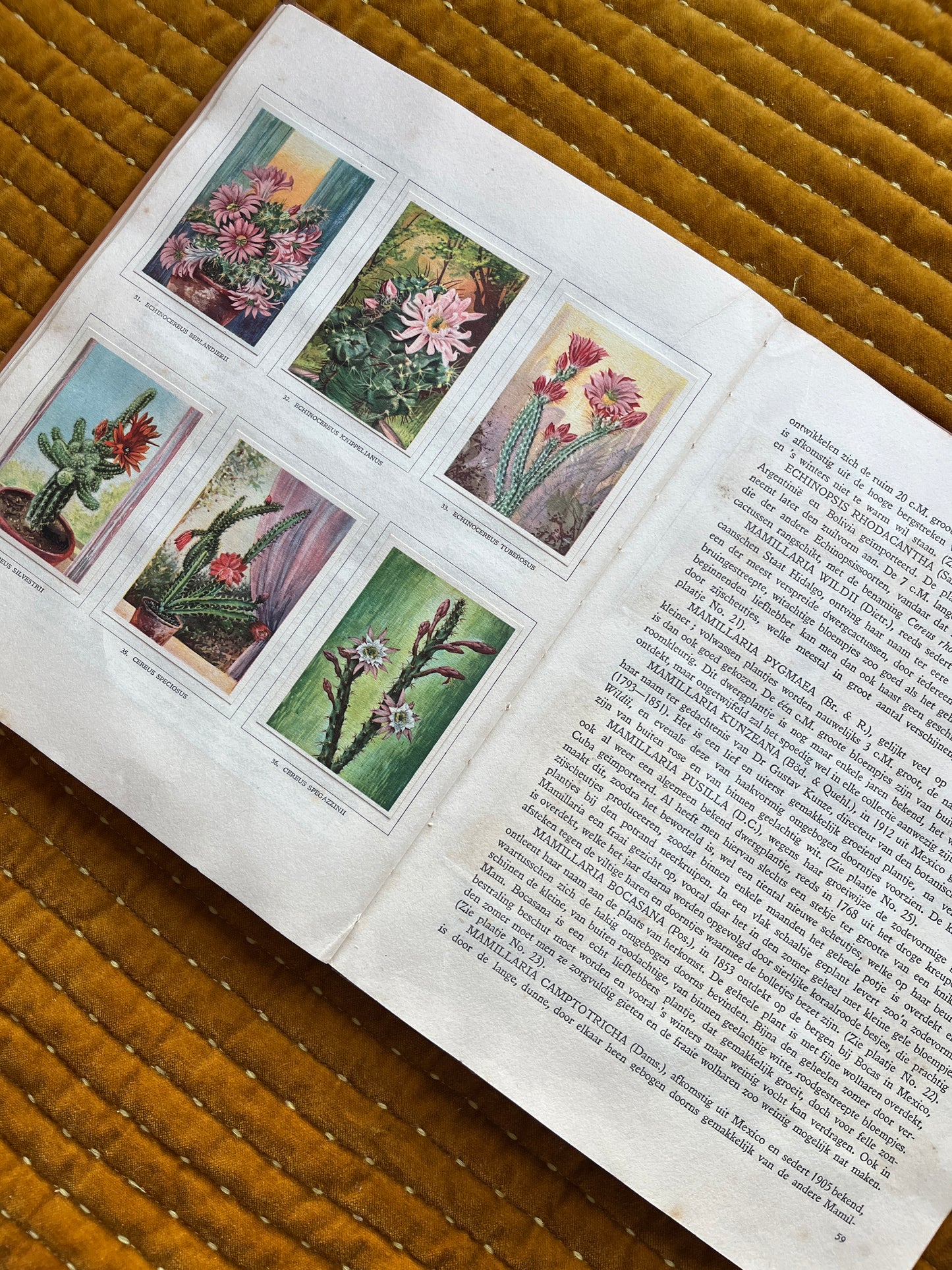 Cactus-Album Plaatjesalbum