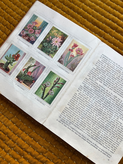 Cactus-Album Plaatjesalbum