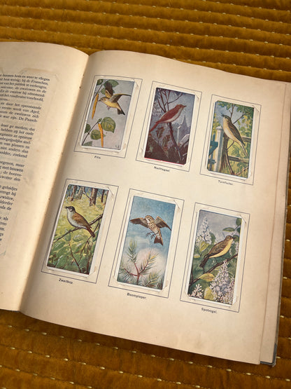 Lente Verkade Plaatjesalbum 1906