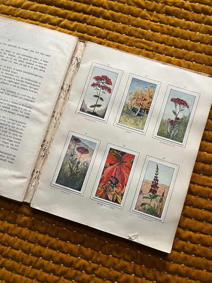 Herfst Verkade Plaatjesalbum 1910