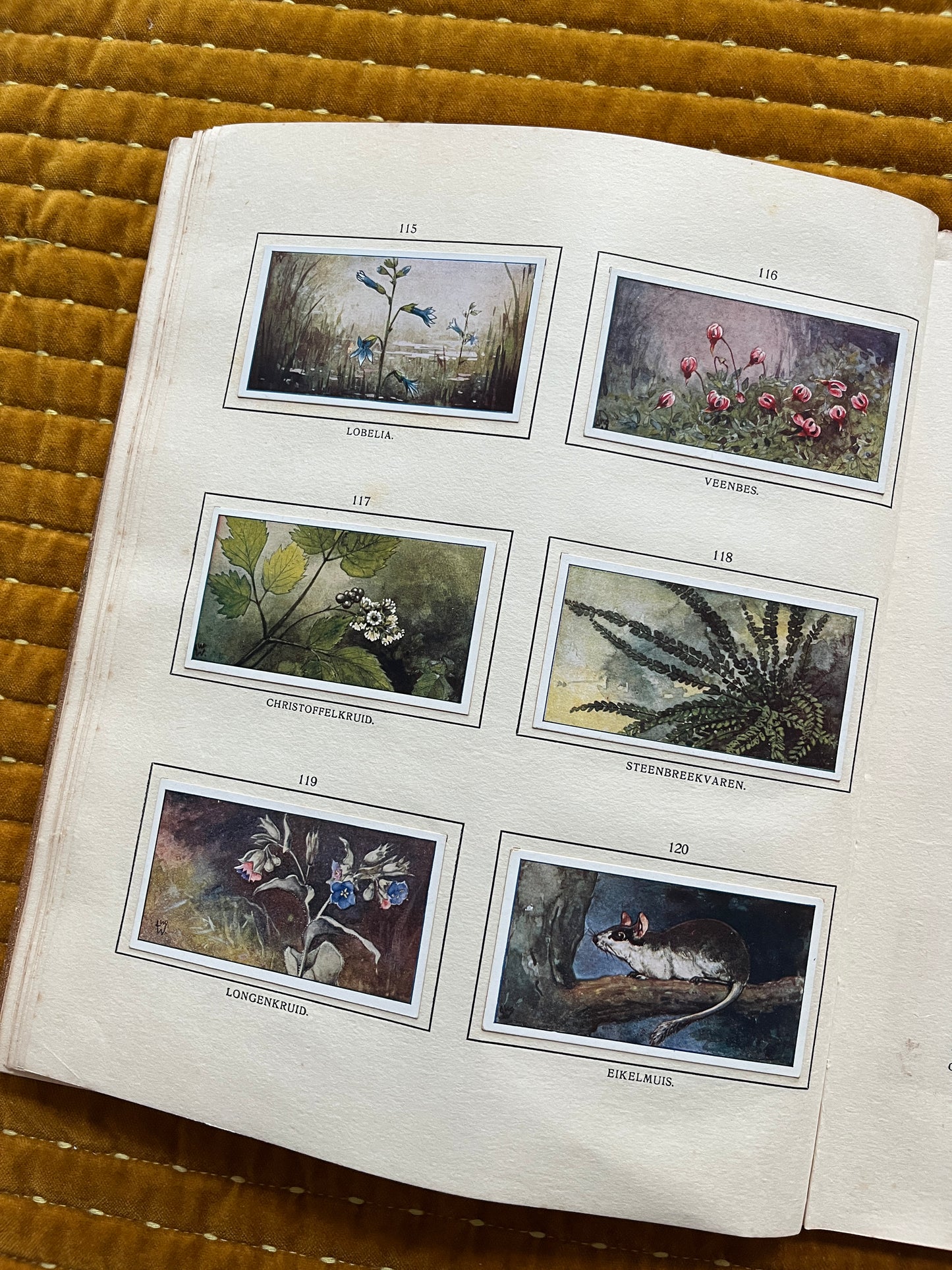 Bosch en Heide Verkade Plaatjesalbum 1913