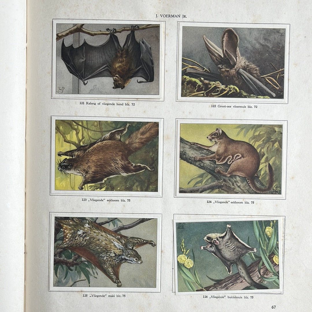 6 Verkade plaatjes Apen en hoefdieren in Artis 1940 (121-126)