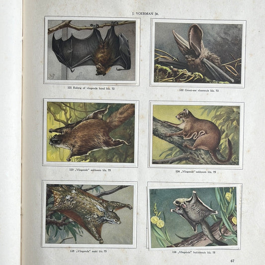 6 Verkade pictures Monkeys and ungulates in Artis 1940 (121-126)