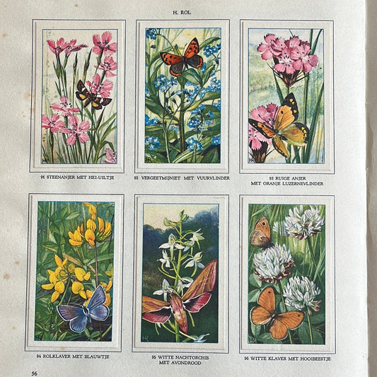 6 Verkade-Bilder Die Blumen und ihre Freunde 1934 (91-96)