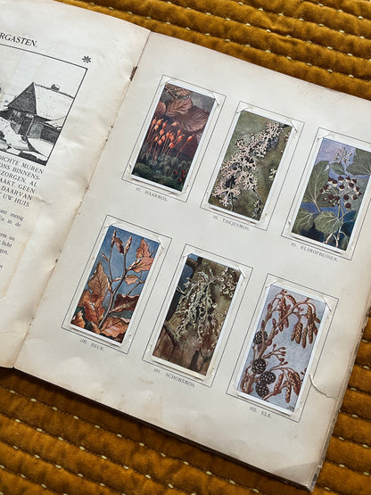 Winter Verkade Plaatjesalbum 1909