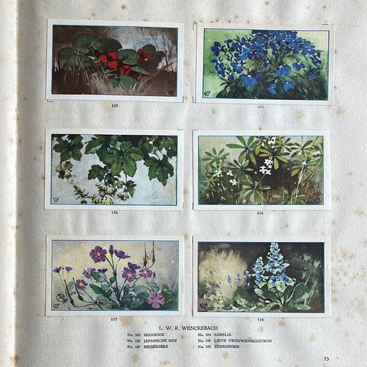 6 Verkade pictures The flowers in our garden 1926 (103-108)