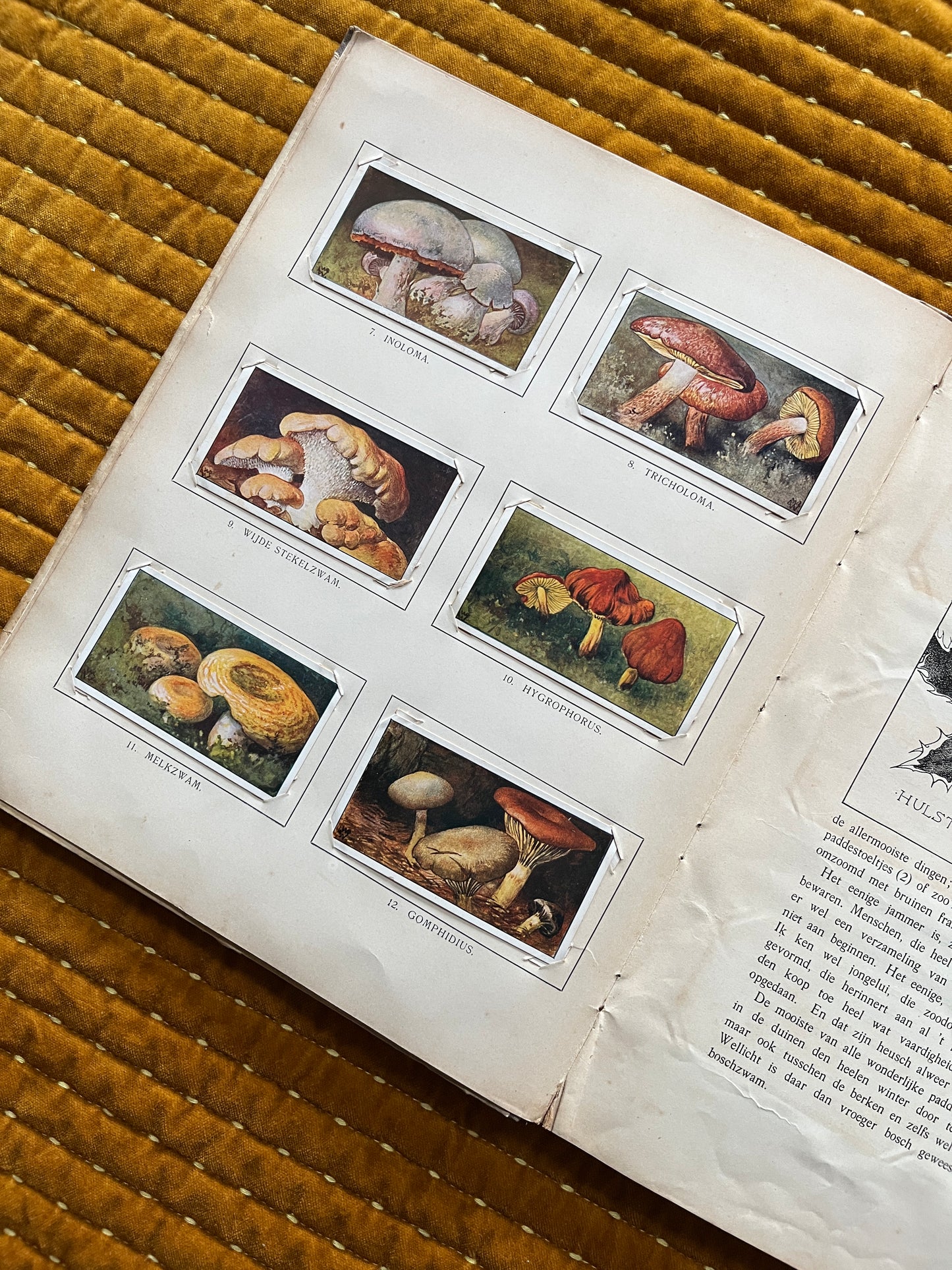 Winter Verkade Plaatjesalbum 1909