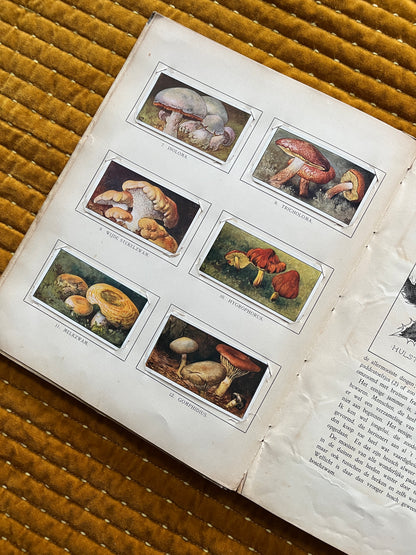 Winter Verkade Plaatjesalbum 1909