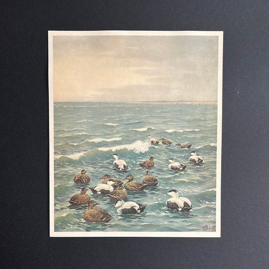 Eider ducks. No. 1 (1937)