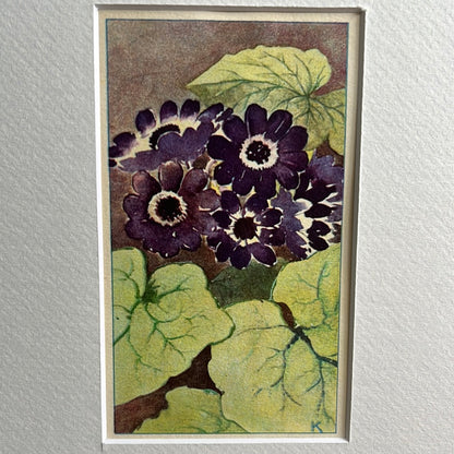 Cineraria 1928