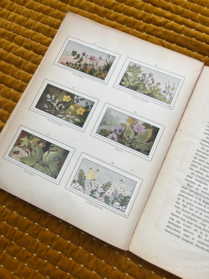 Zomer Verkade Plaatjesalbum 1907 (derde druk)