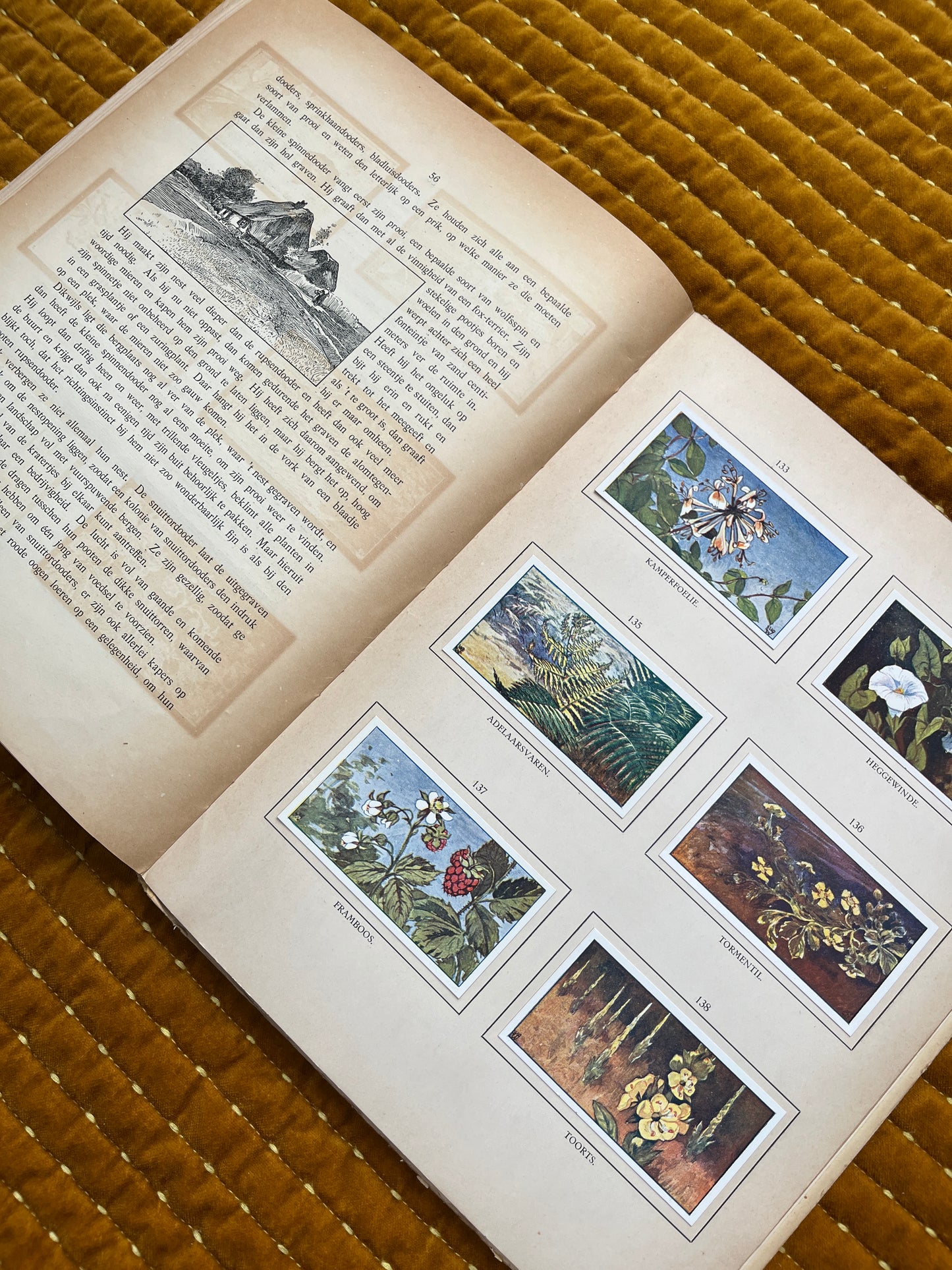 Zomer Verkade Plaatjesalbum 1908 (tweede druk)