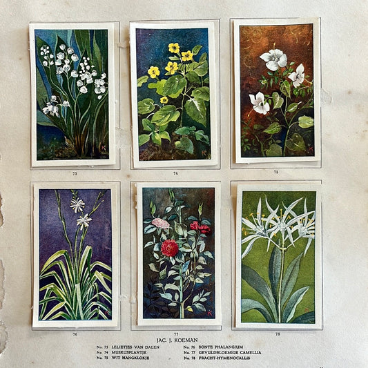 6 Verkade-Bilder Zimmerpflanzen 1928 (73-78)
