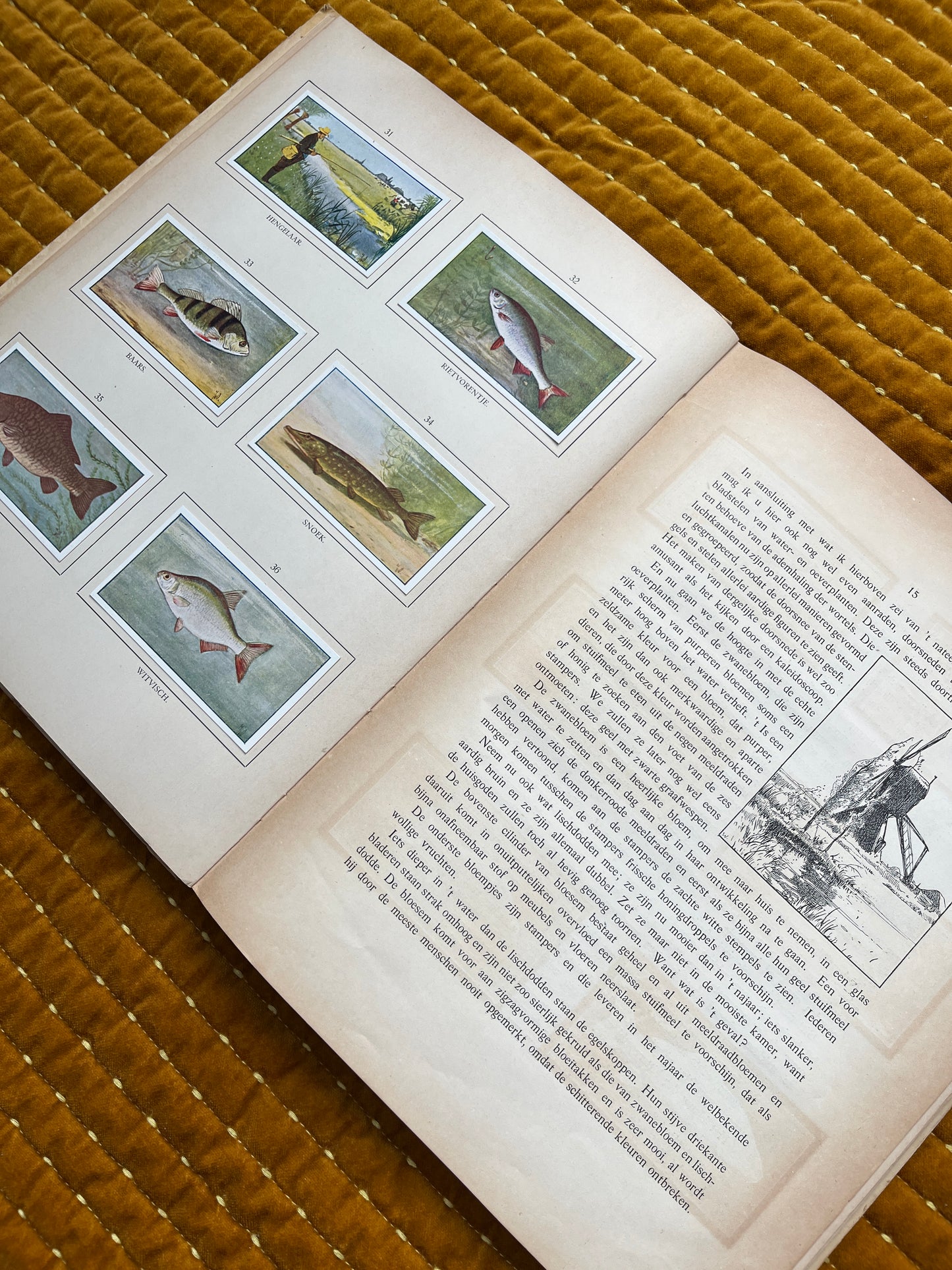 Zomer Verkade Plaatjesalbum 1908 (tweede druk)