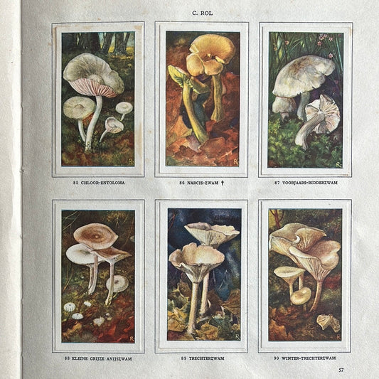6 Verkade-Bilder Pilze 1929 (85-90)